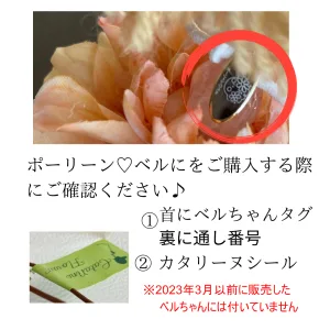 フラワーデザイン教室knapweedで販売しているベル®ちゃんご購入前の注意事項